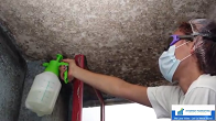 Mold Removal Company