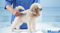 Pets - Pet Grooming