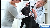 Pets - Veterinarian