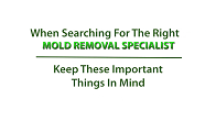 Mold Removal Company