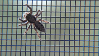 Pest Control Company in Kennewick Washington