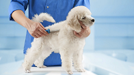 Pet Grooming in Milton-Freewater Oregon