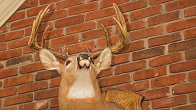 Taxidermy Service