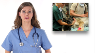 Local Veterinary
